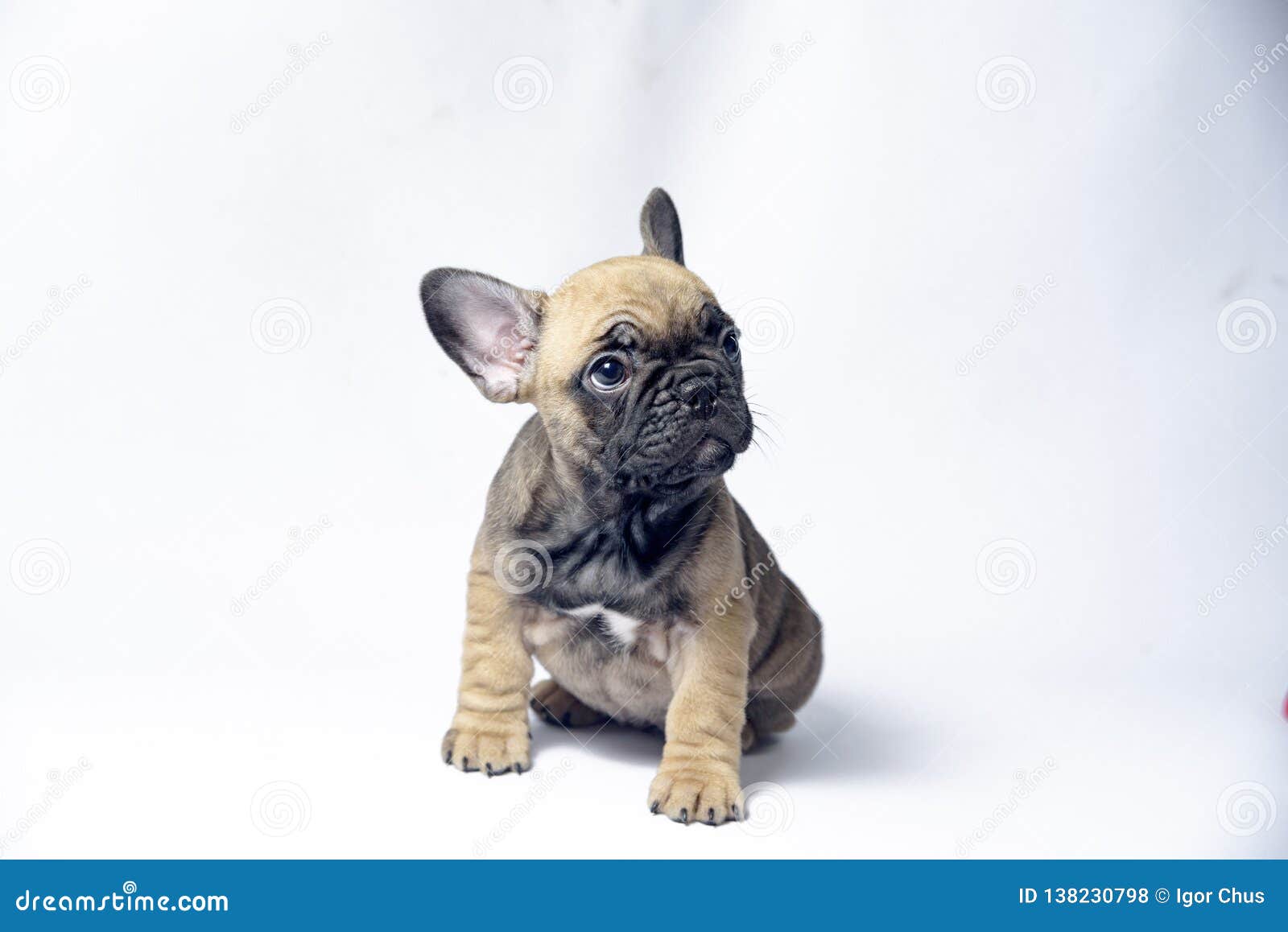 Droll French Bulldog Baby Puppies