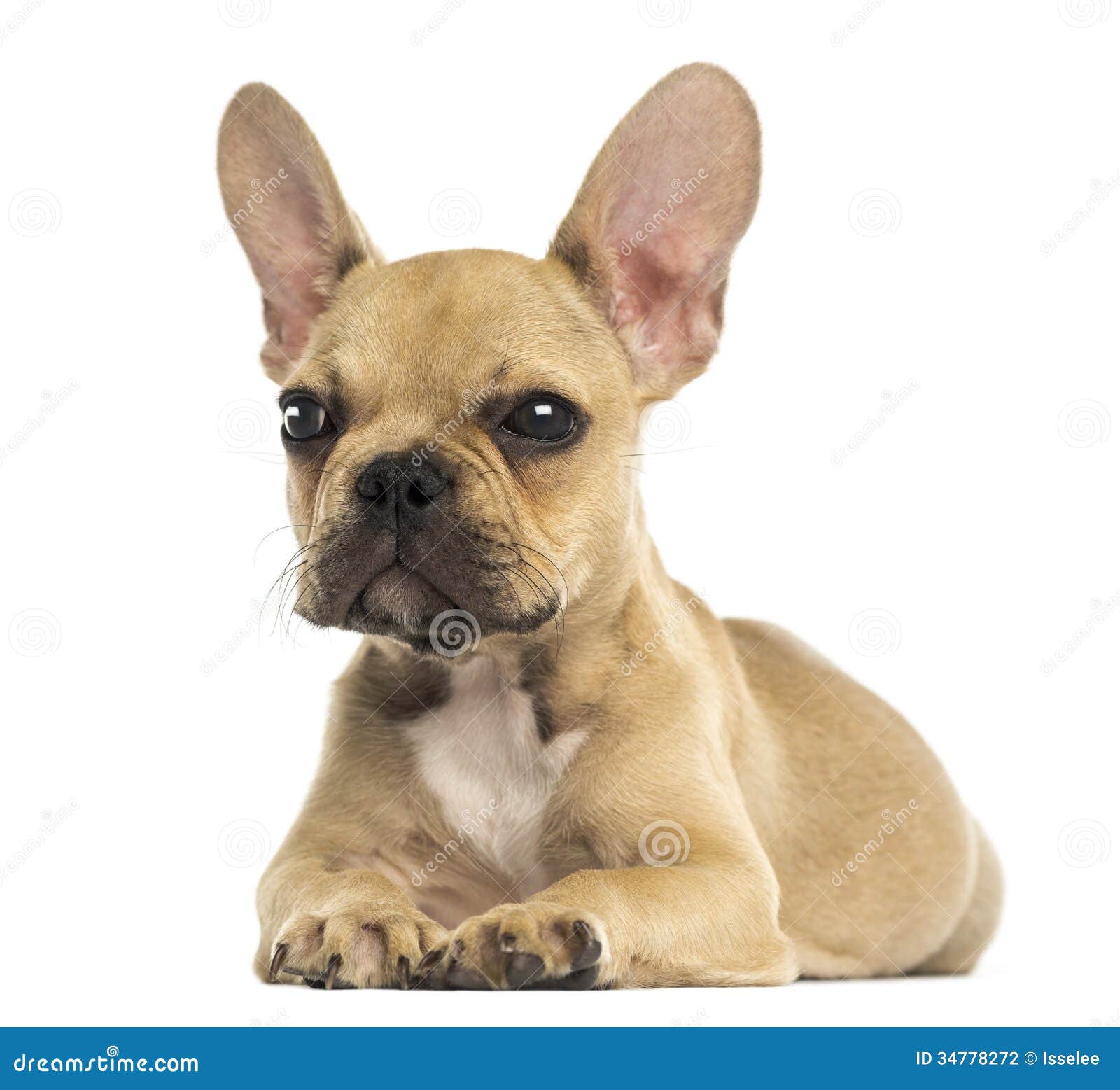 French Bulldog Puppy Lying Down, Isolated Stock Photo