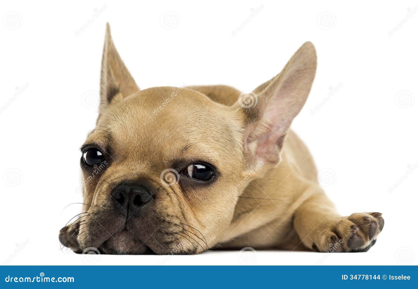French Bulldog Puppy Lying Down, Looking At The Camera