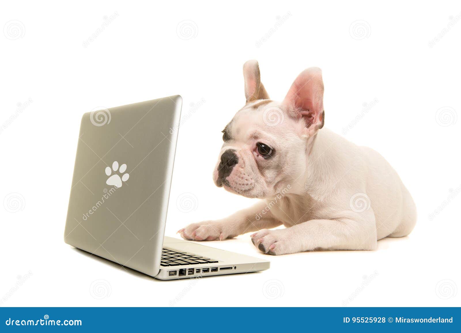 french bulldog puppy lying on the floor looking at a labtop