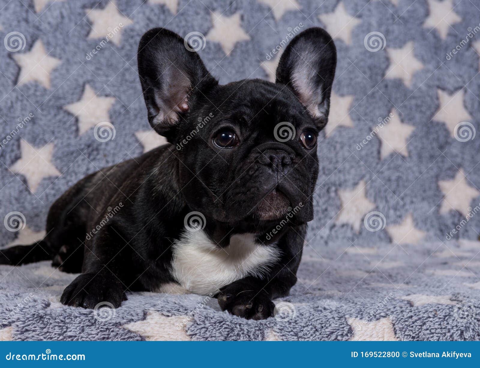 A French Bulldog Puppy is Lying on the Sofa and Looks Away Stock Photo ...