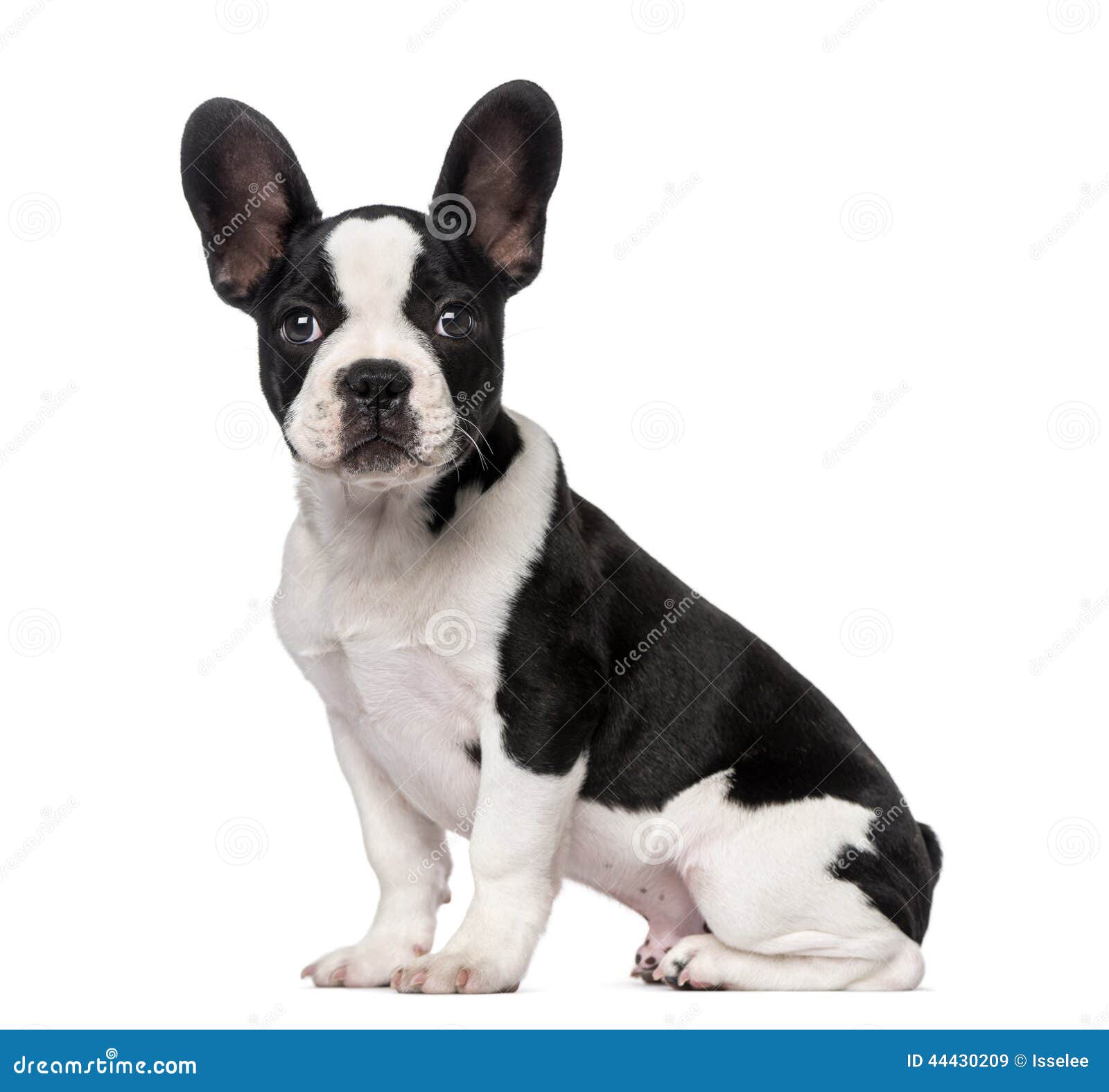 French Bulldog Puppy (3 Months Old) Stock Image - Image of side, french ...