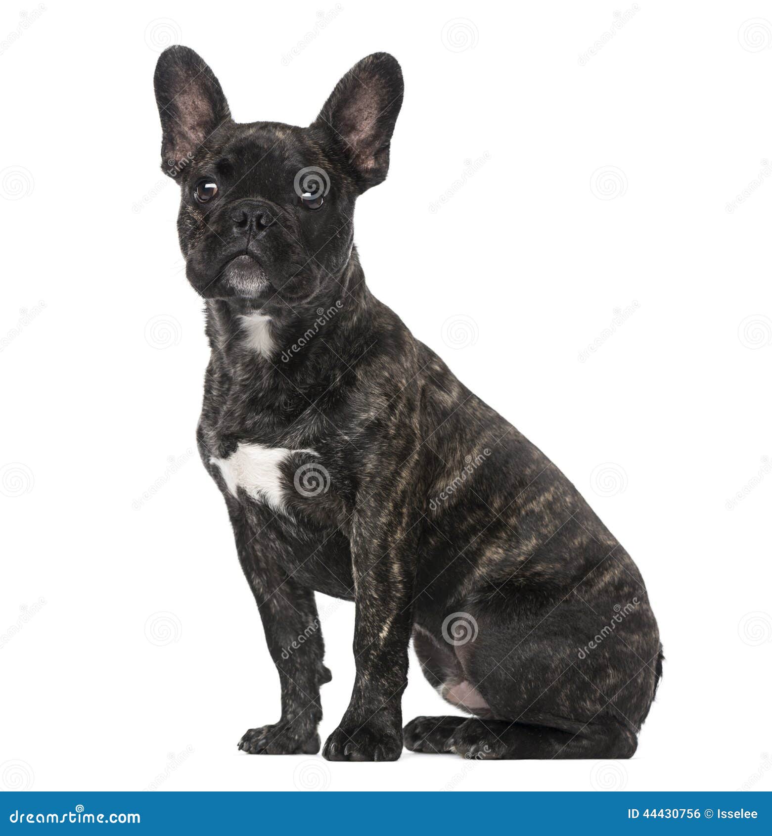 French Bulldog Puppy (5 Months Old) Stock Photo - Image of away ...