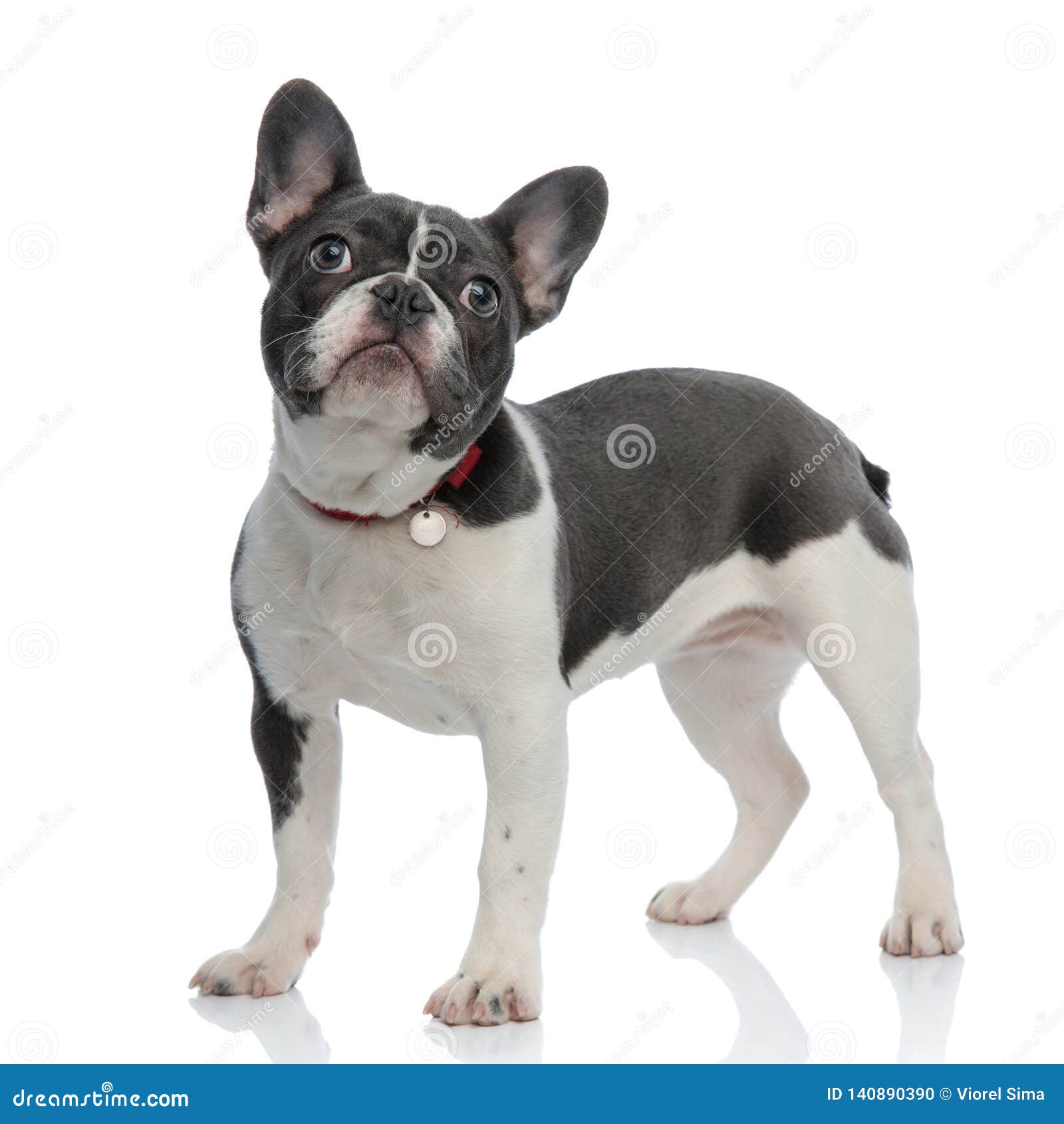 French Bulldog Puppy With Red Dog Collar Looking Away