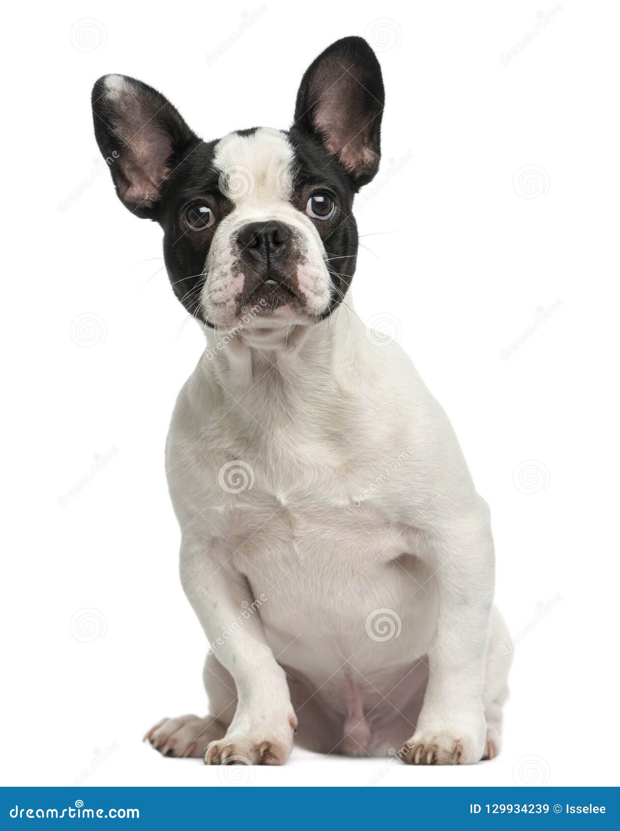 French Bulldog Puppy Sitting, 4 Months Old, Isolated Stock Image ...