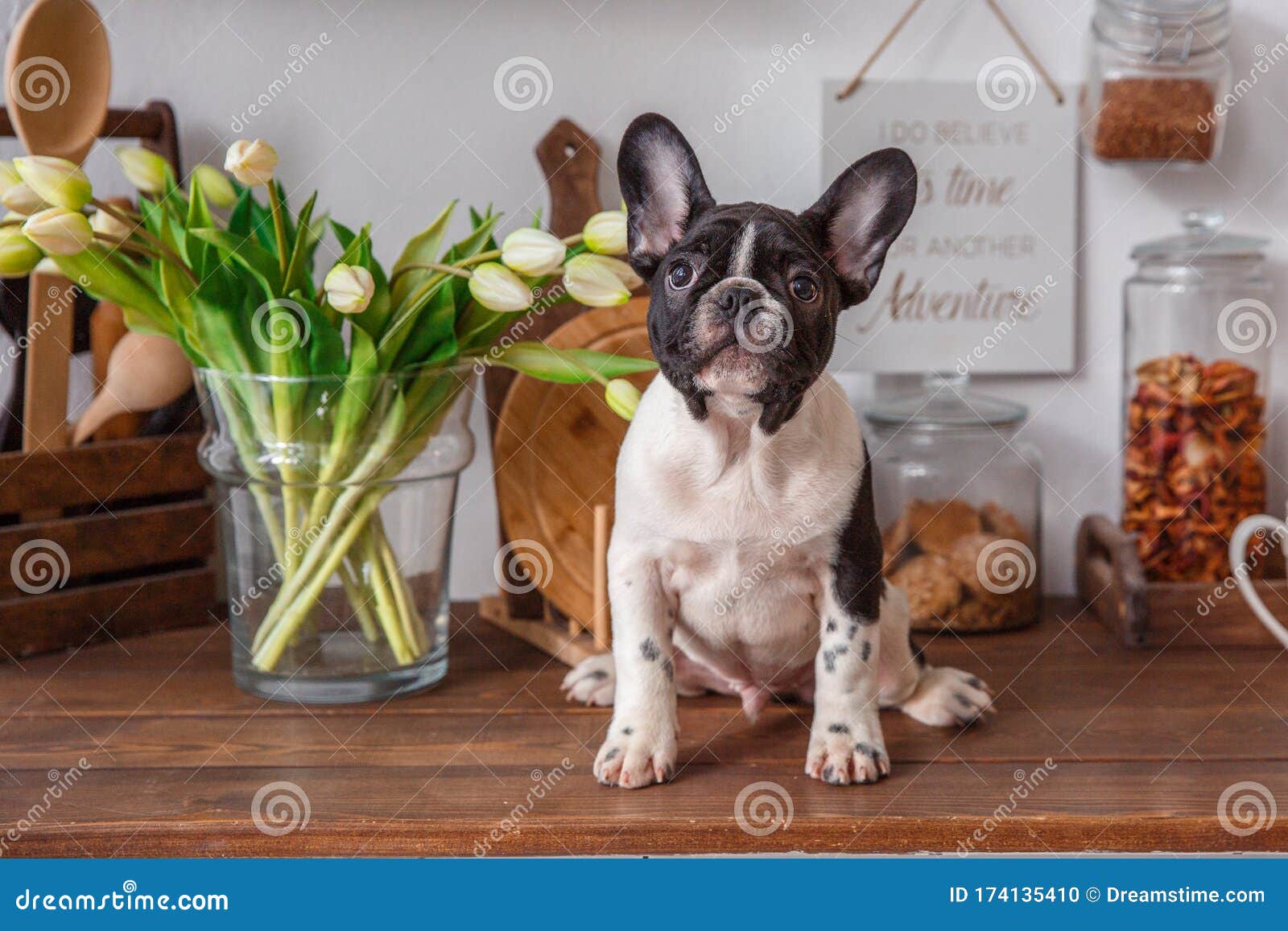 French Bulldog Puppy Sitting, Spring Decorations, Studio Stock Photo ...