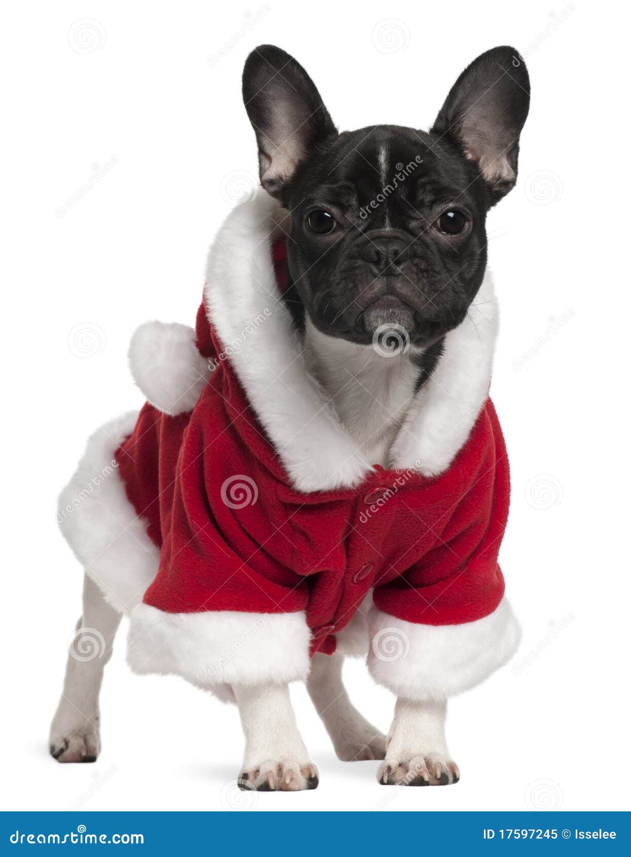 French bulldog shop christmas outfit
