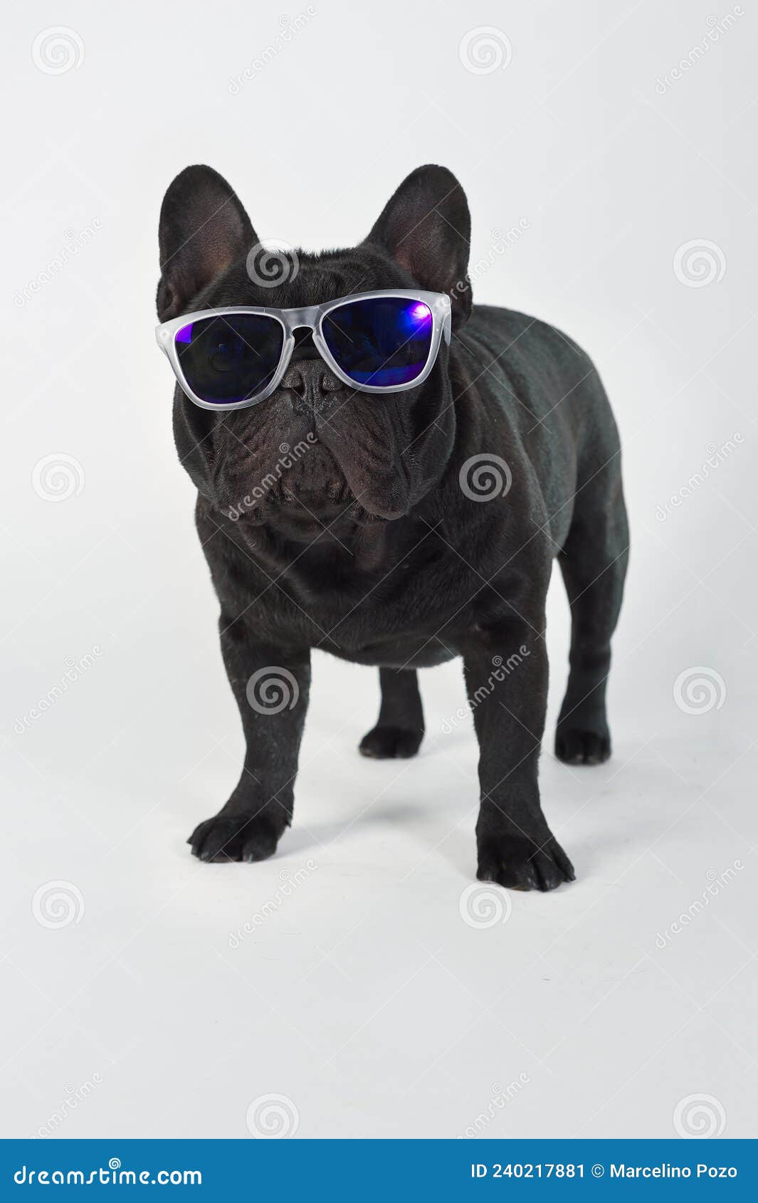 french bulldog purebred dog with sunglasses