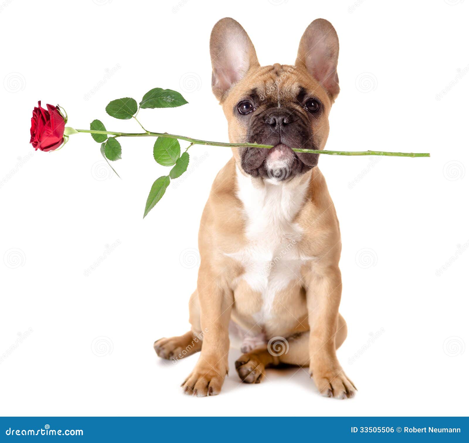 French Bulldog Dog Valentines Day Rose I Bolsas Y Estuches 