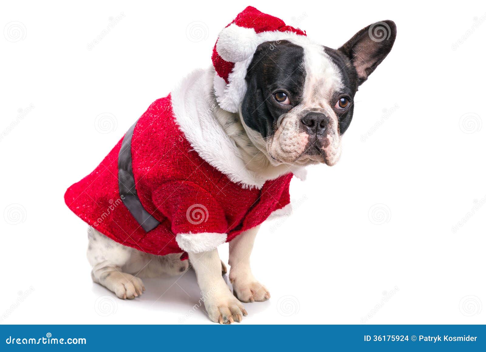French Bulldog In Santa Costume Stock Photo Image of