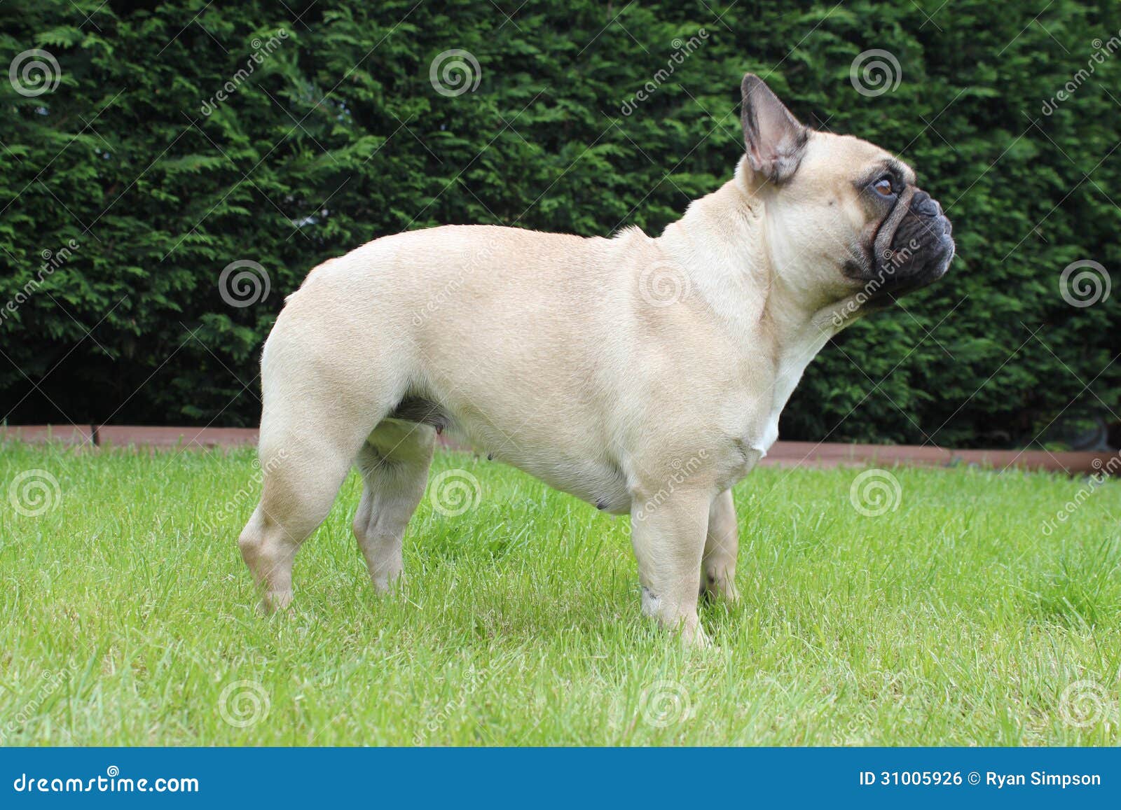 French Bulldog Side Profile Outside Stock Photo Image of handbag