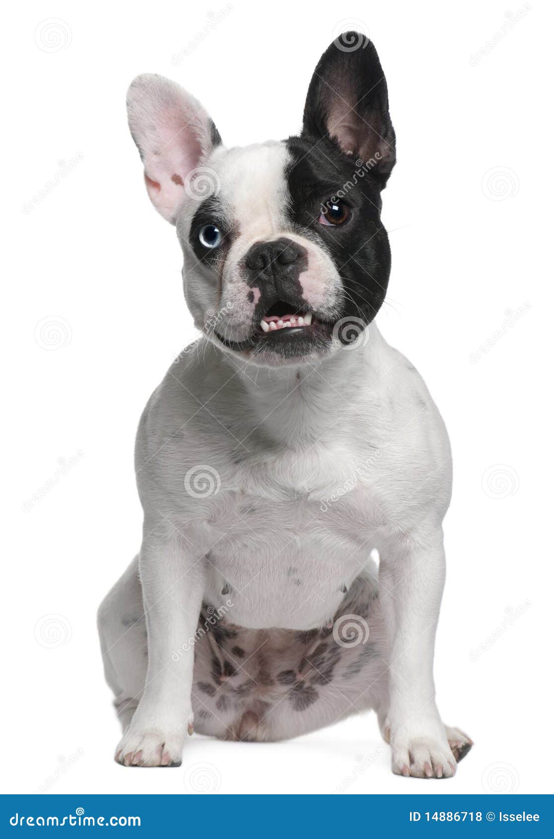 French Bulldog sitting stock photo. Image of french, copy - 14886718