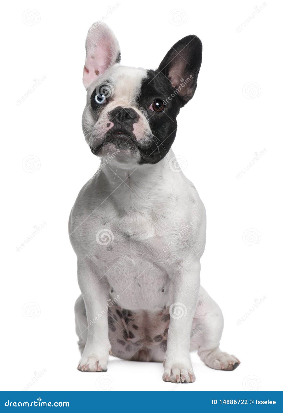 French Bulldog Sitting Stock Photography - Image: 14886722