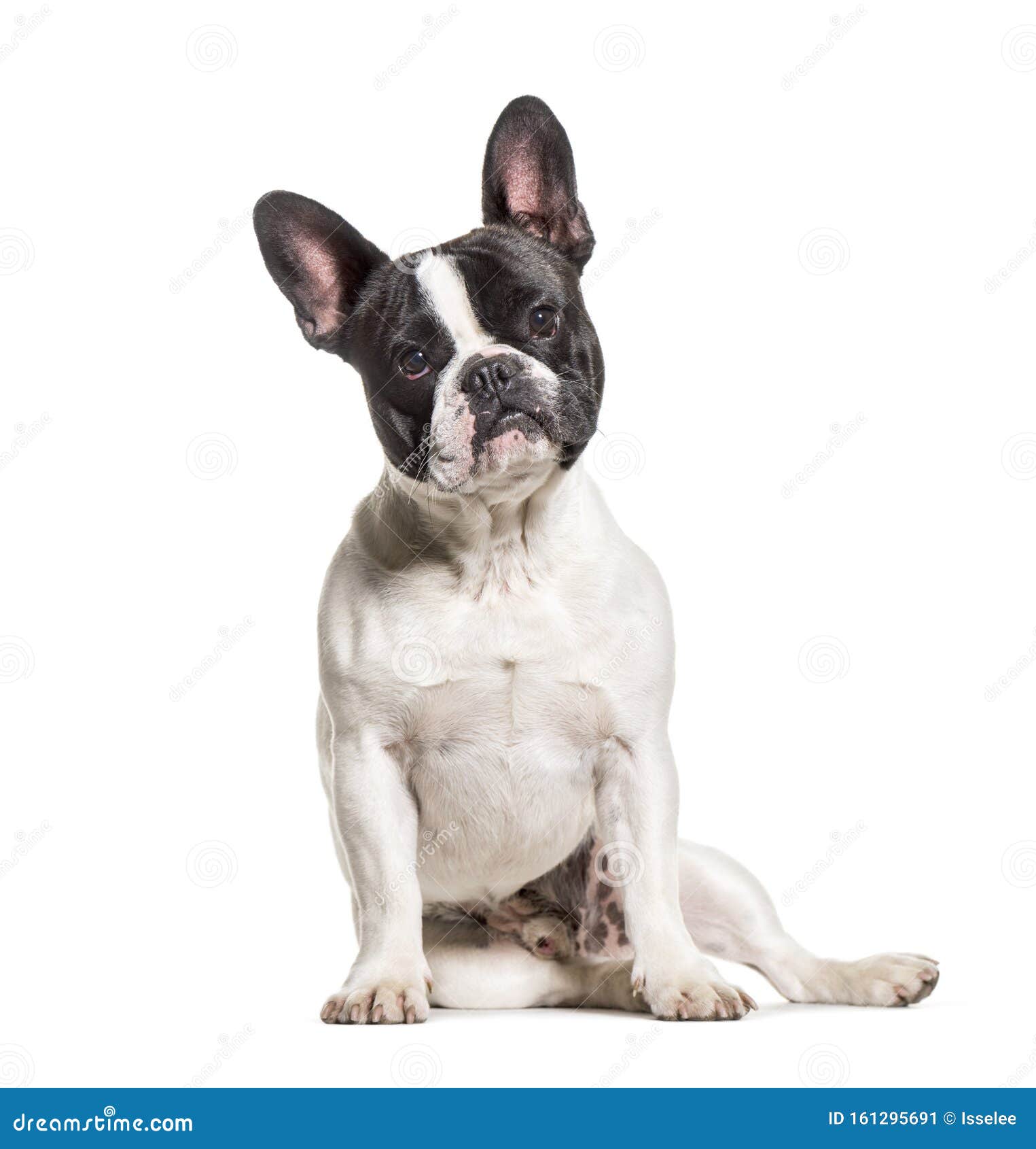 French Bulldog Sitting Against White Background Stock Image - Image of ...