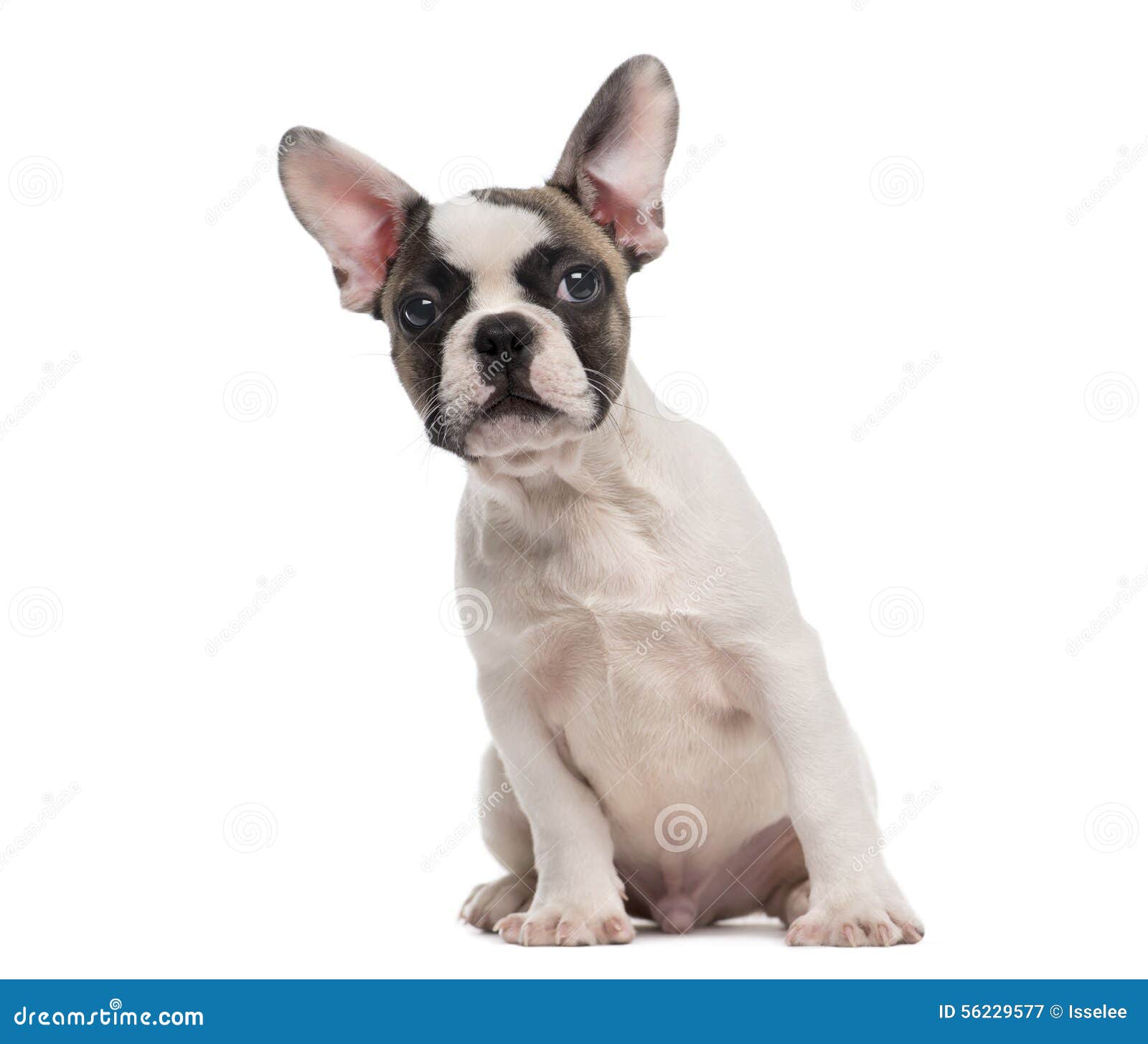 French Bulldog Sitting in Front of a White Backgr Stock Image - Image ...