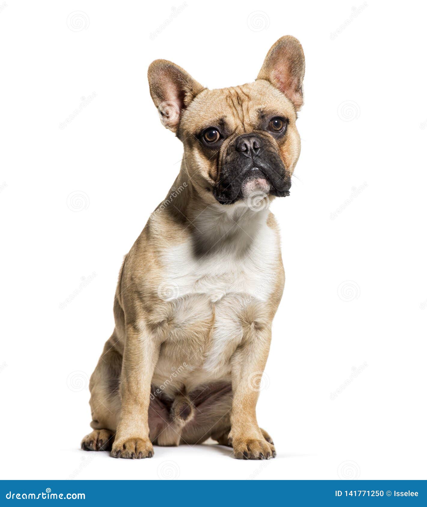 French Bulldog Sitting in Front of White Background Stock Photo - Image ...