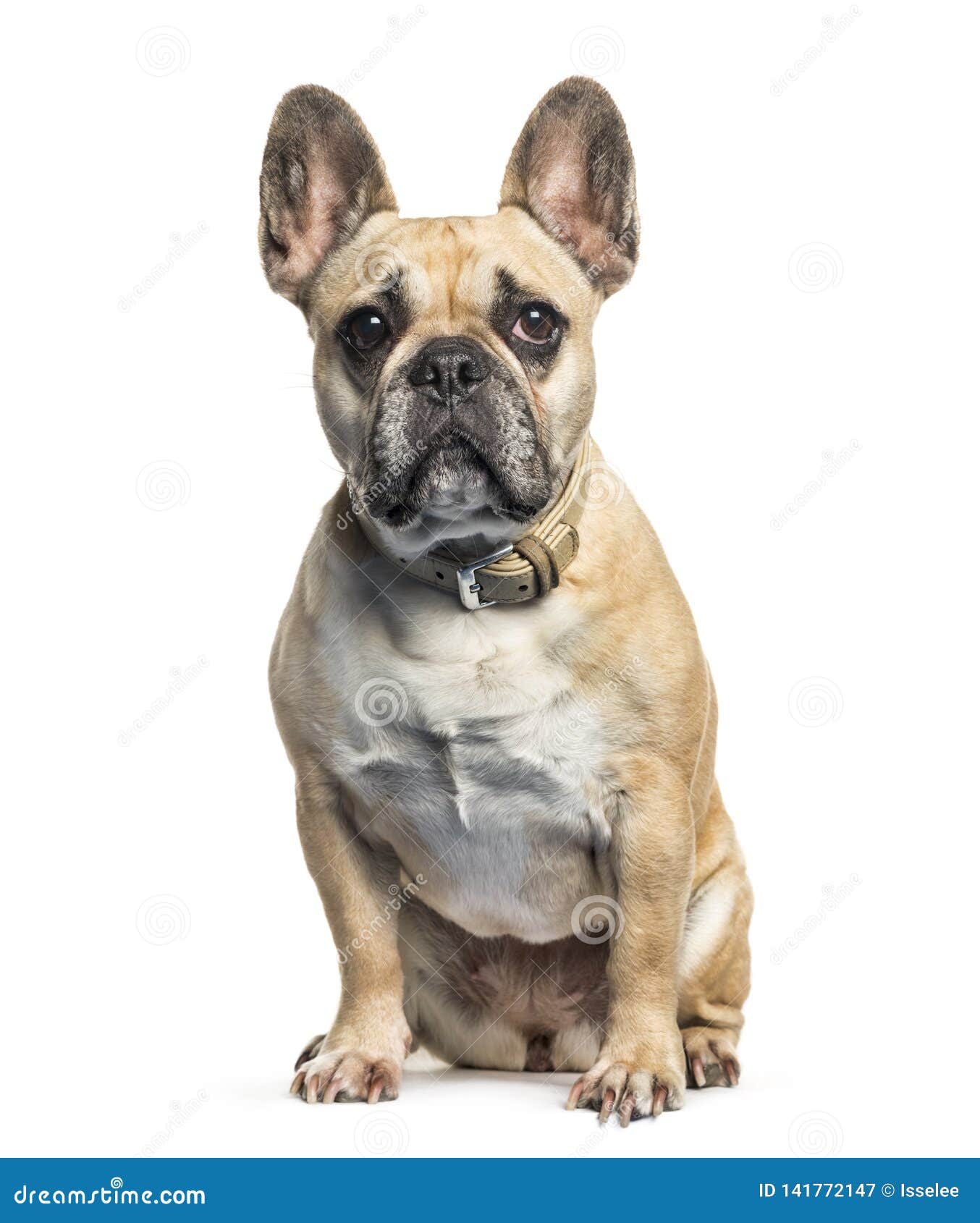 French Bulldog Sitting in Front of White Background Stock Image - Image ...