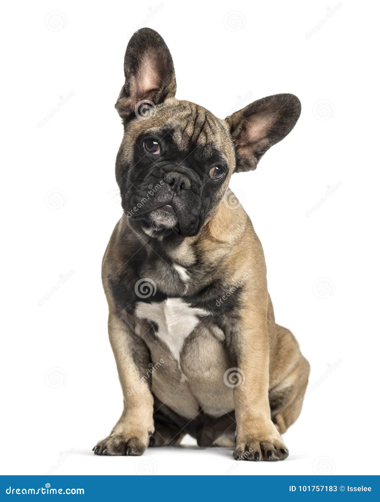 French Bulldog Sitting, Isolated Stock Image - Image of french, beige ...