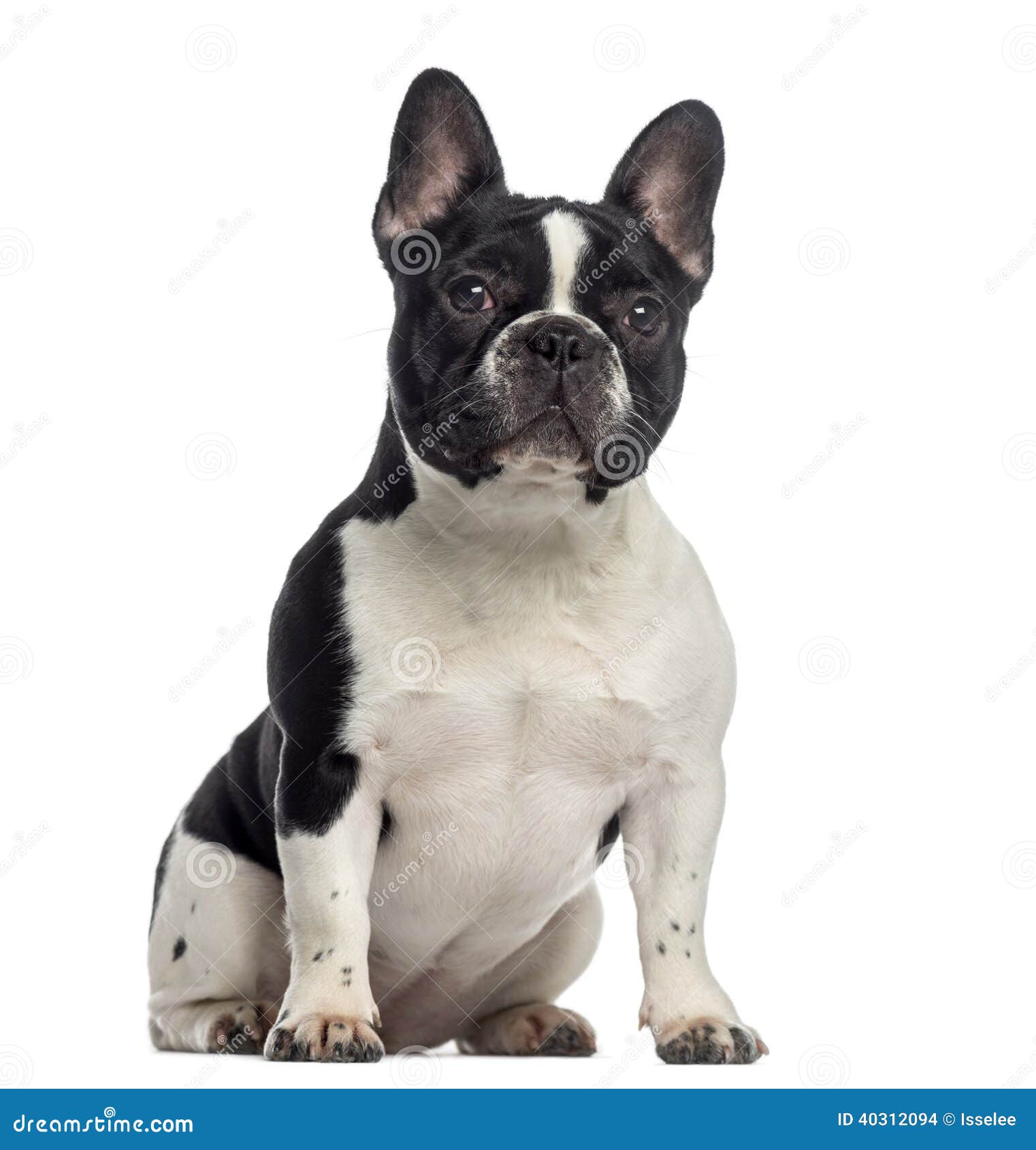 French Bulldog Sitting (11 Months Old) Stock Photo - Image: 40312094