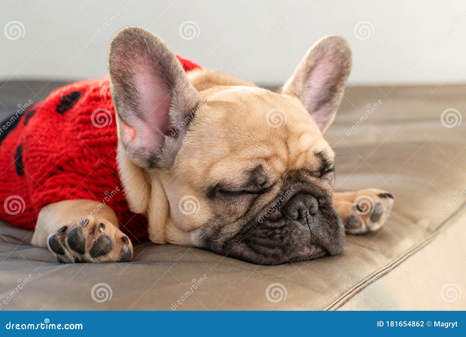 are french bulldogs lazy