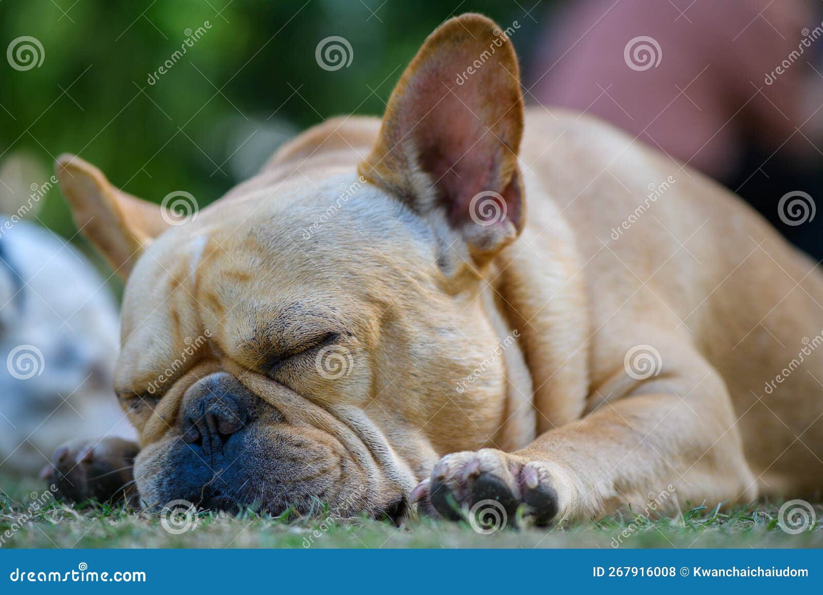 French Bulldog Sleeping and Snoring Loudly Stock Photo Image of
