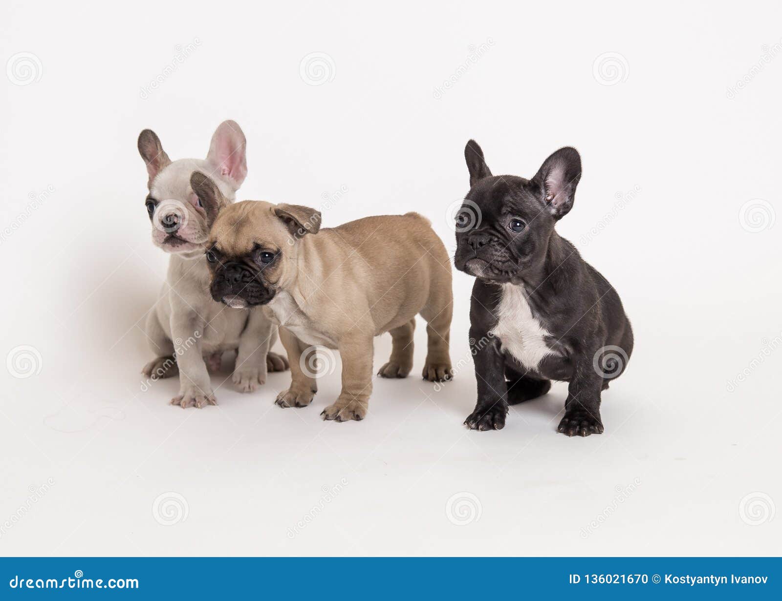 63+ French Bulldog Mini Puppies