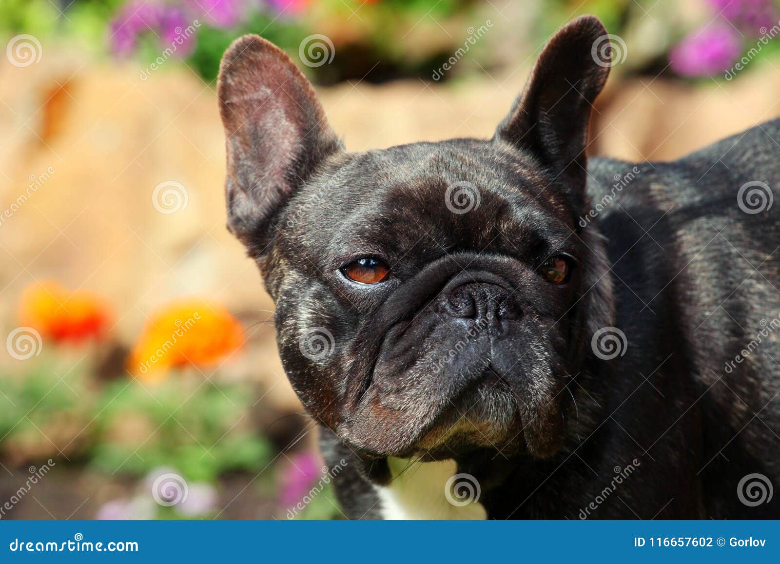 French Bulldog Spring Garden Day Light Stock Photo - Image of mammal ...