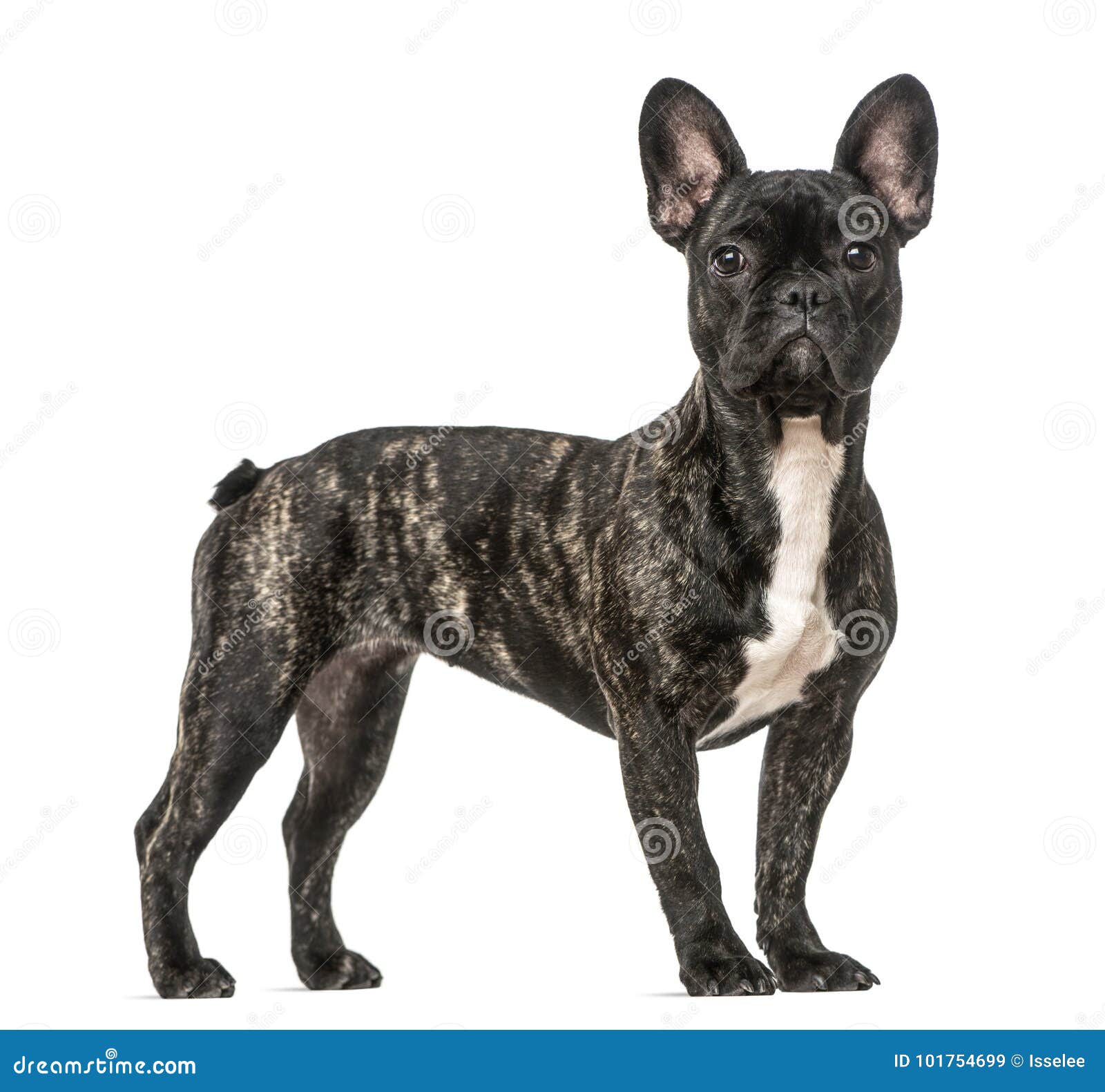 French Bulldog Standing, Isolated Stock Image Image of canine