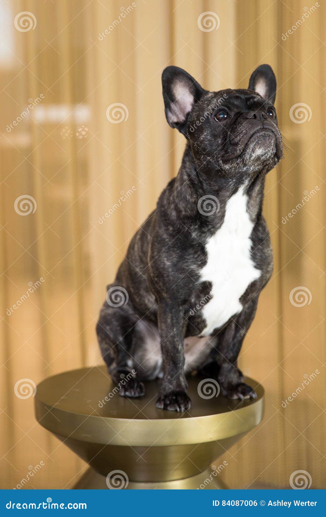 French Bulldog stock photo. Image of bright, life, photoshoot 84087006