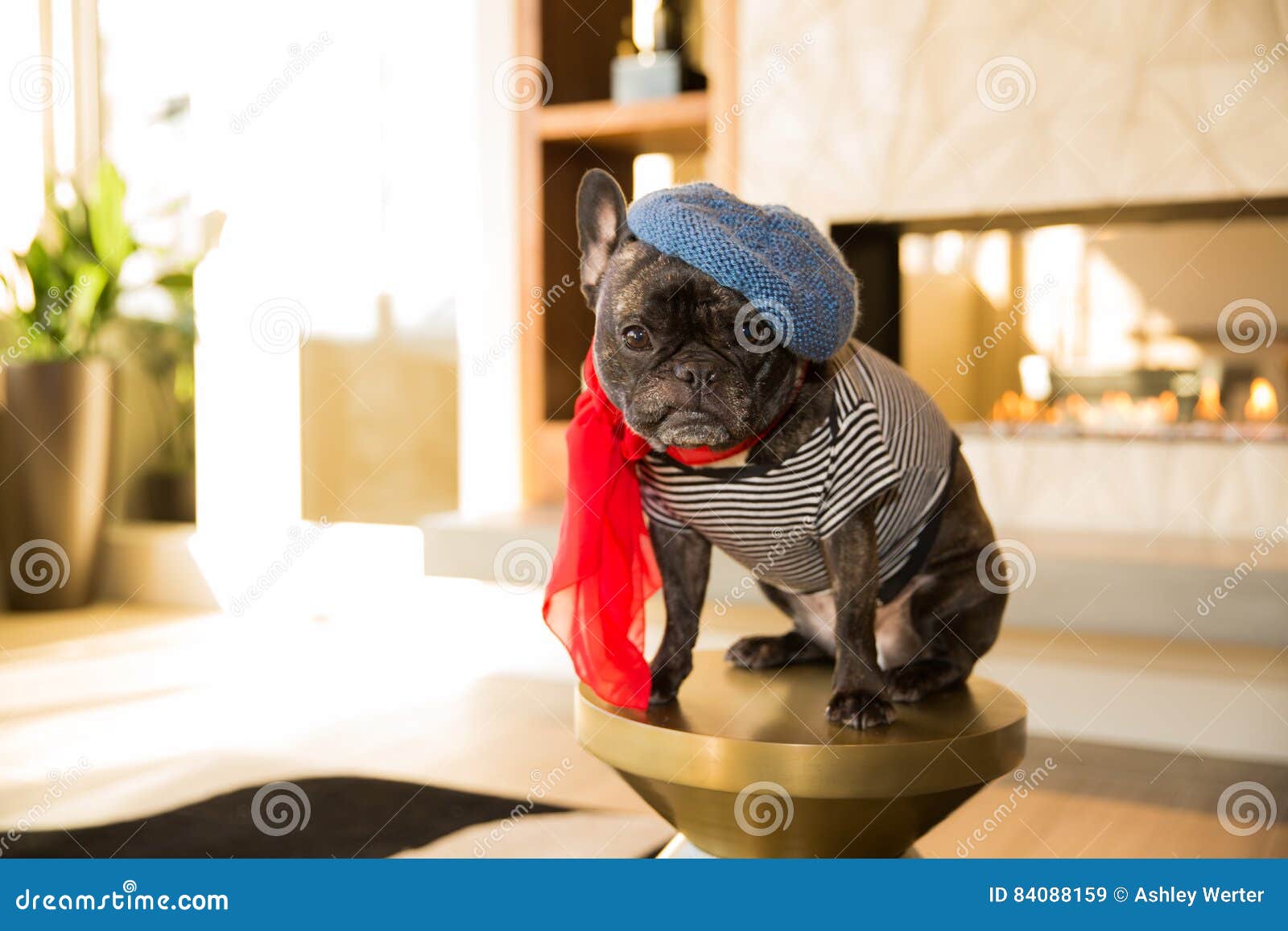 French Bulldog stock image. Image of lighting, cozy, blue 84088159