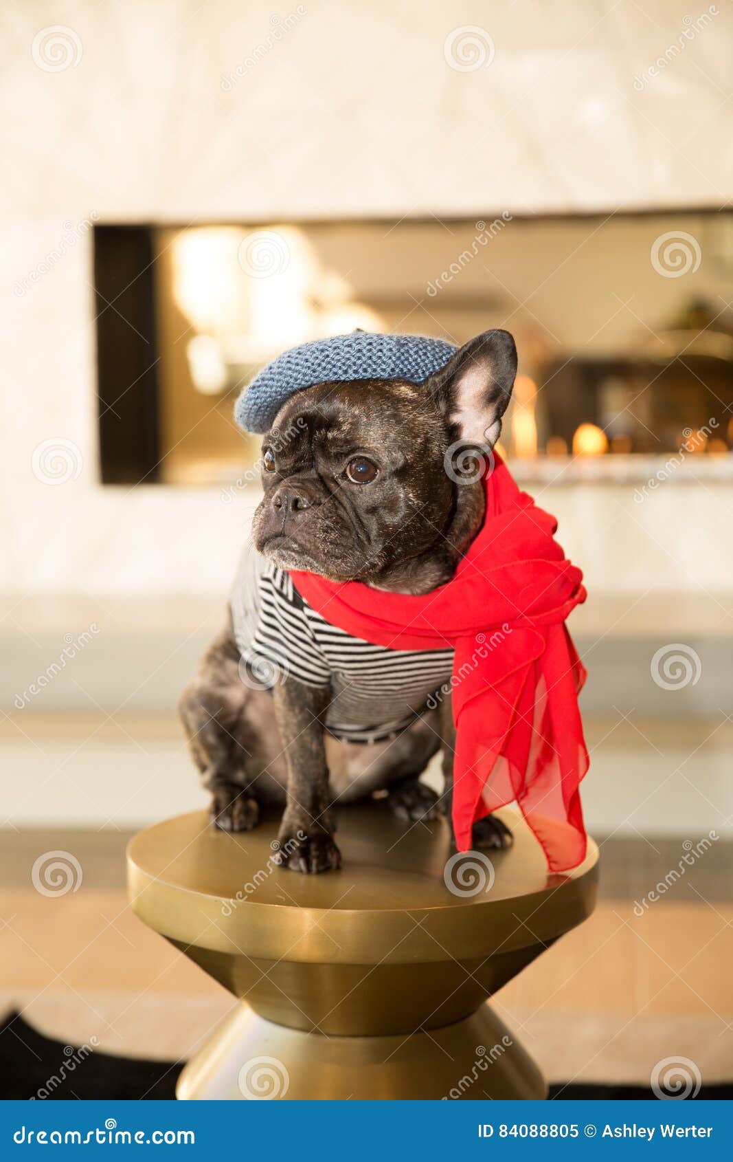 french bulldog with beret