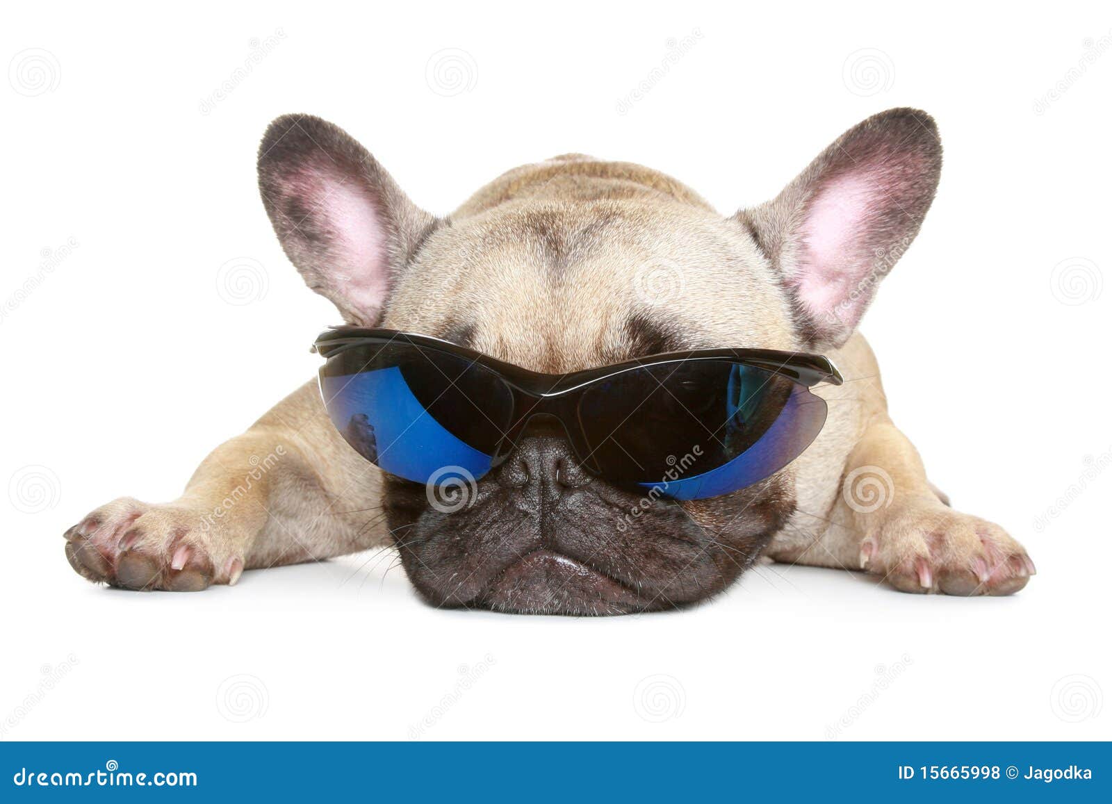 french bulldog sunglasses