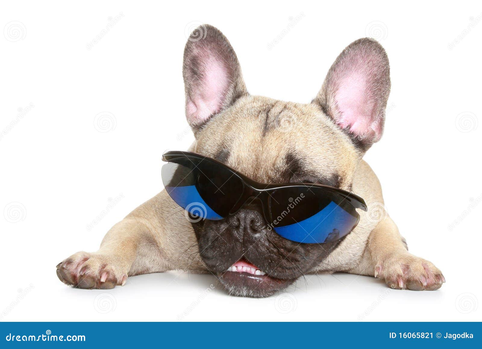 French Bulldog In Sunglasses Stock Image Image of attentive, small