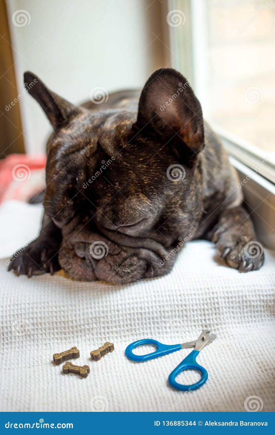 French Bulldog Is On The Table, Ready For The Nail