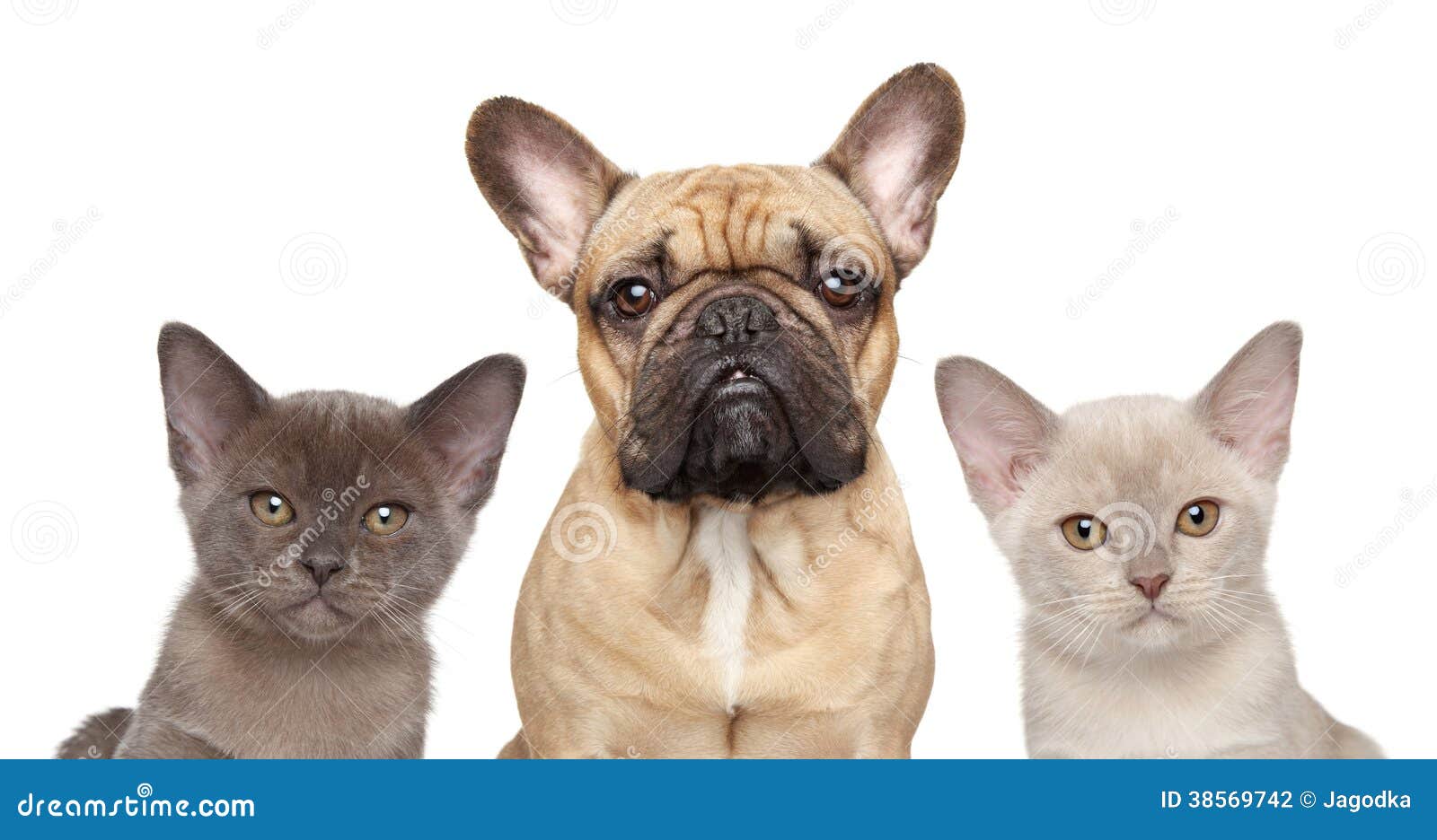 French Bulldog And Two Kittens Stock Photo - Image: 38569742