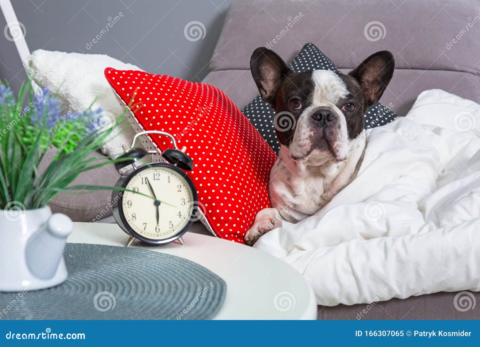 French Bulldog Waking Up By Alarm Clock In The Bed Stock