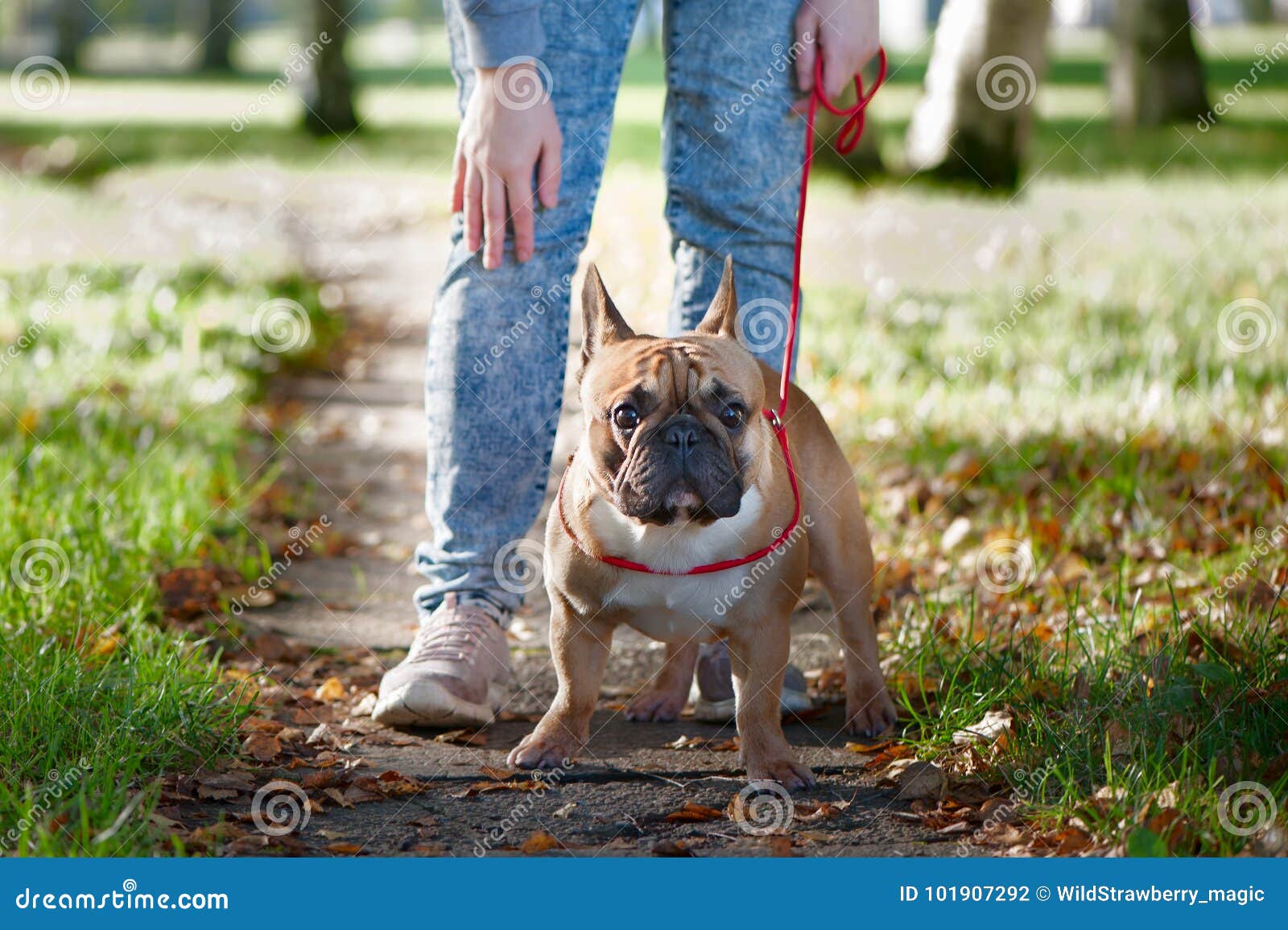 french bulldog walks in the autumn park