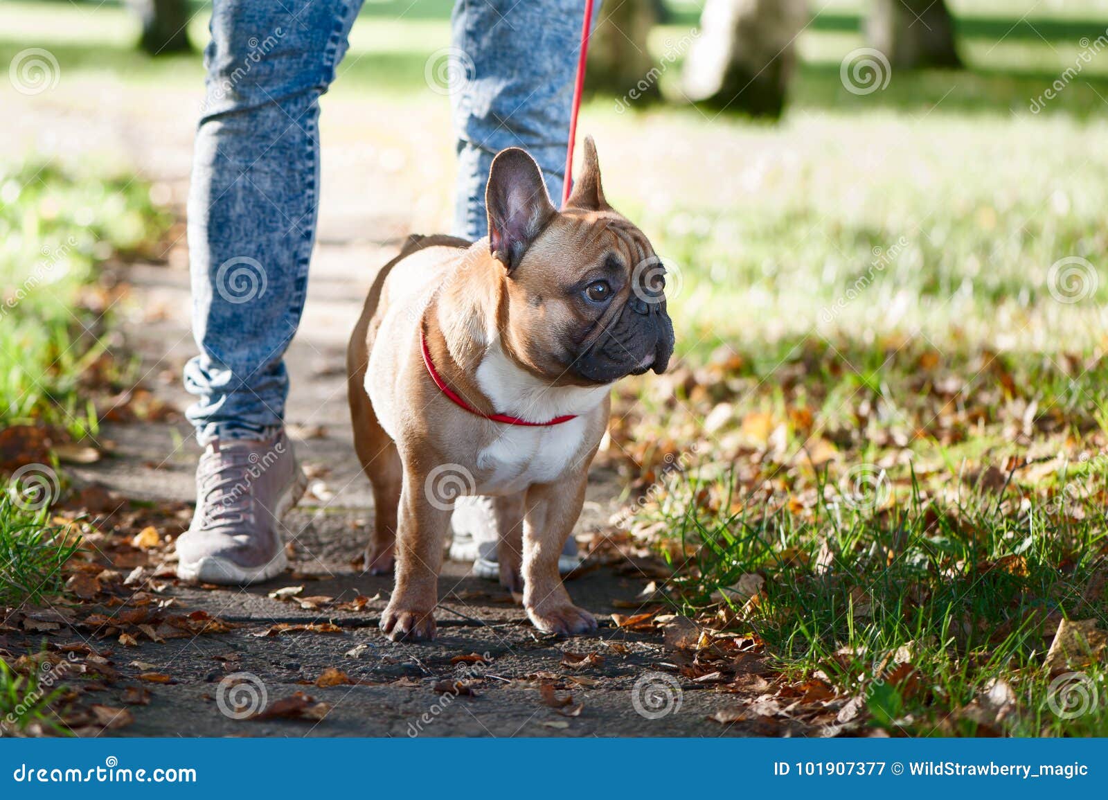 french bulldog walks in the autumn park
