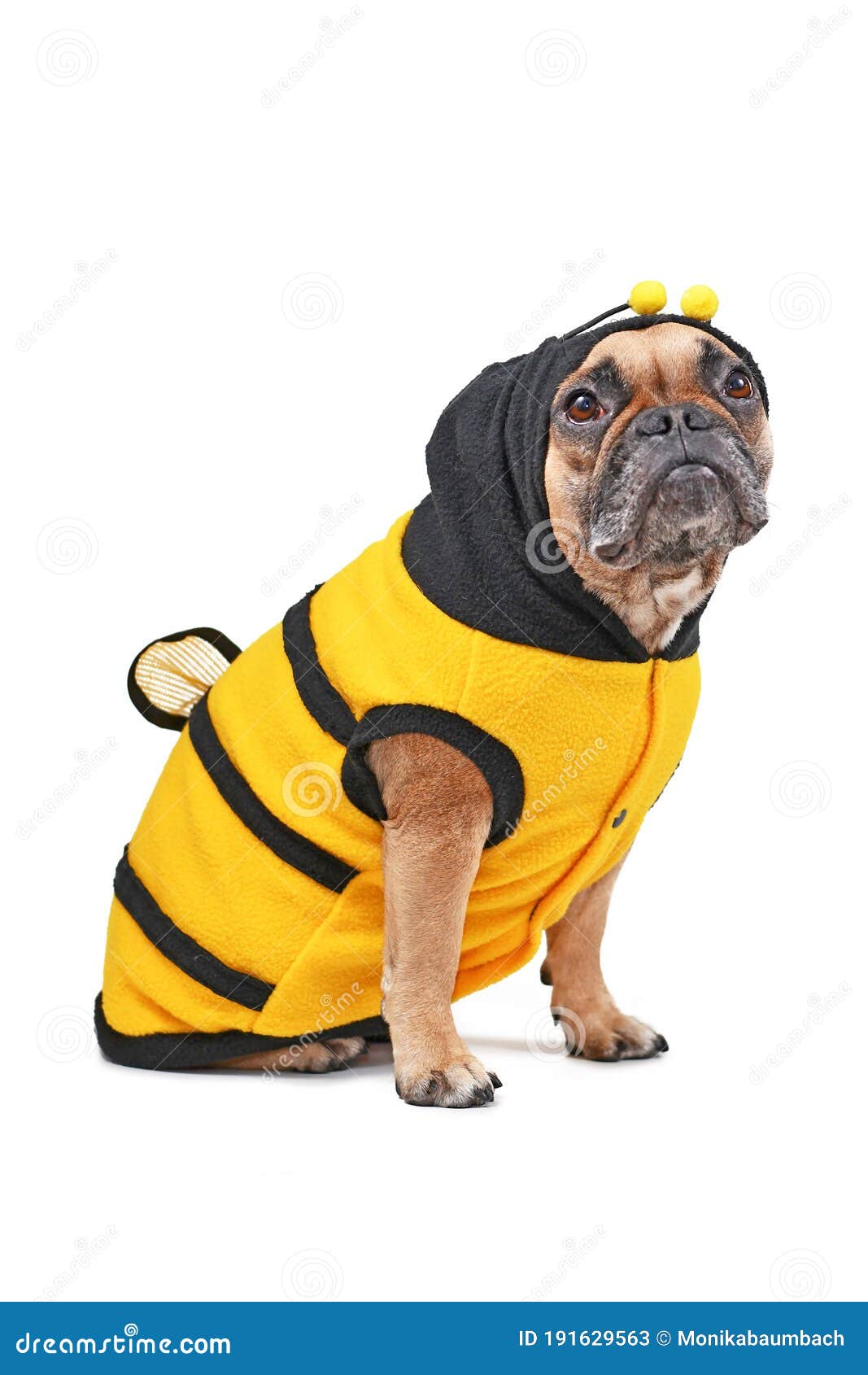 french bulldog wearing halloween bee dog costume  on white background