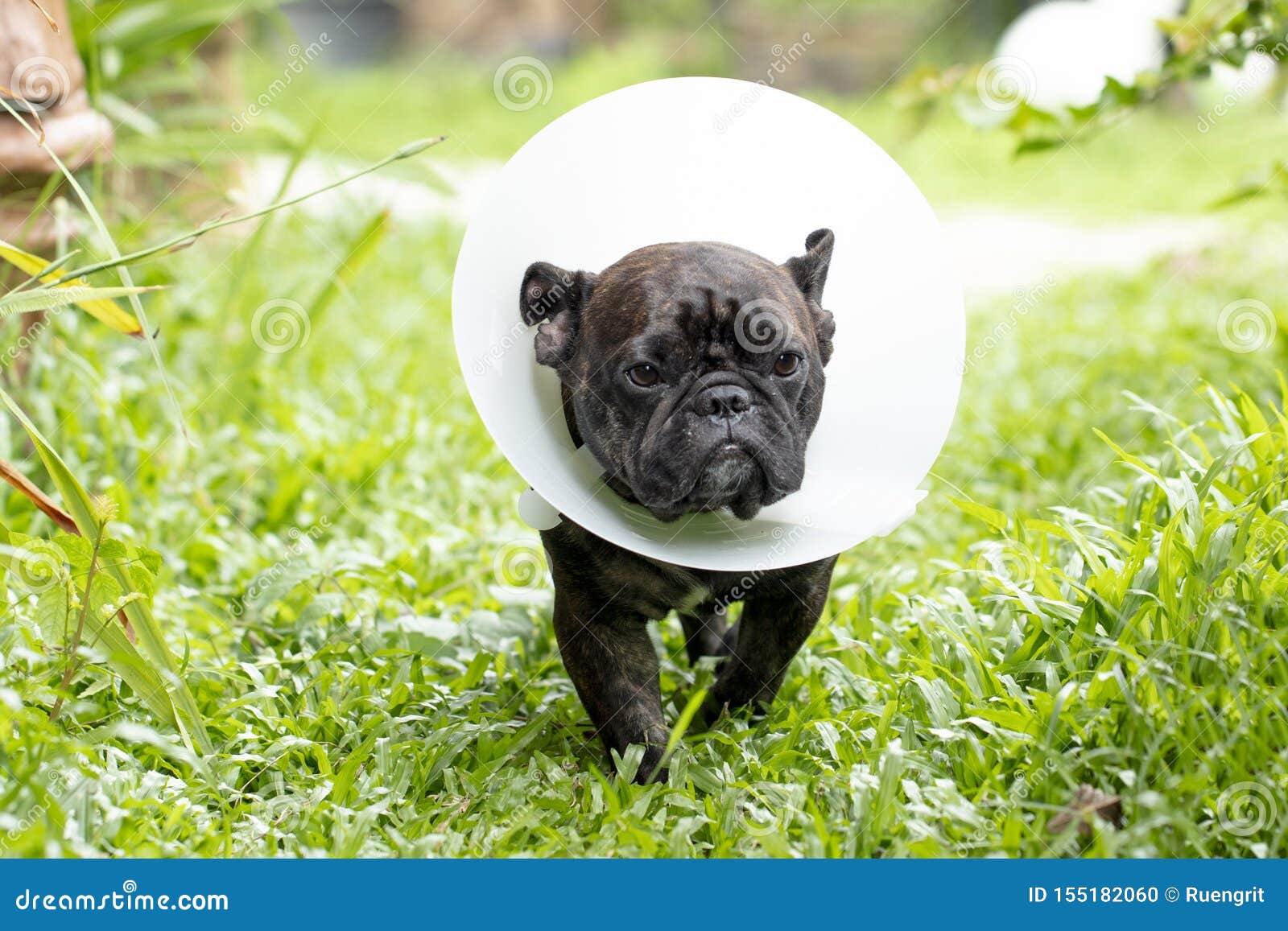 Should French Bulldogs Wear Collars