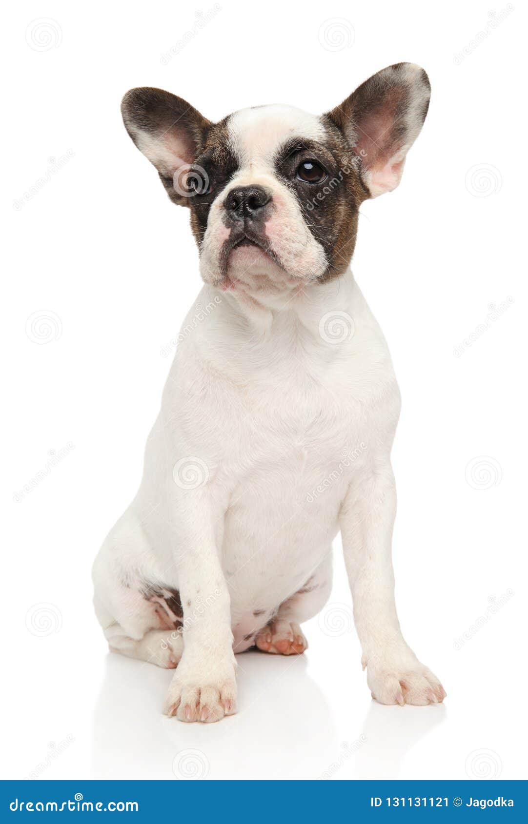 French Bulldog On White Background Stock Image - Image of puppy, cute ...