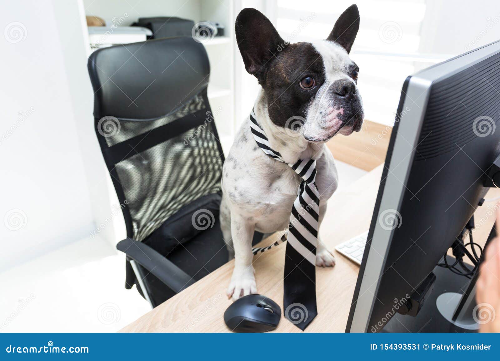 546 Bulldog Computer Photos Free Royalty Free Stock Photos From Dreamstime