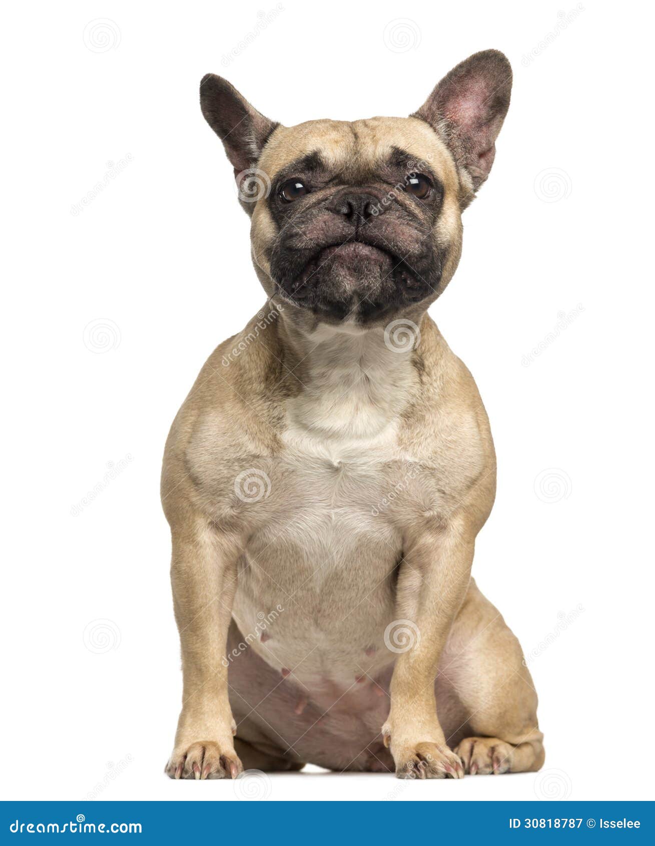French Bulldog, 3 Years Old, Sitting and Making a Face Stock Image ...