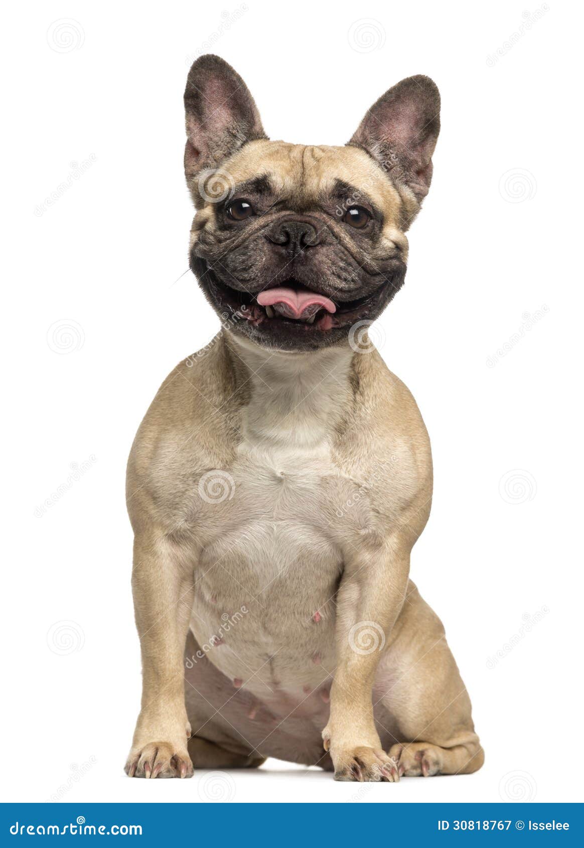 French Bulldog, 3 Years Old, Sitting and Panting Stock Image - Image of ...