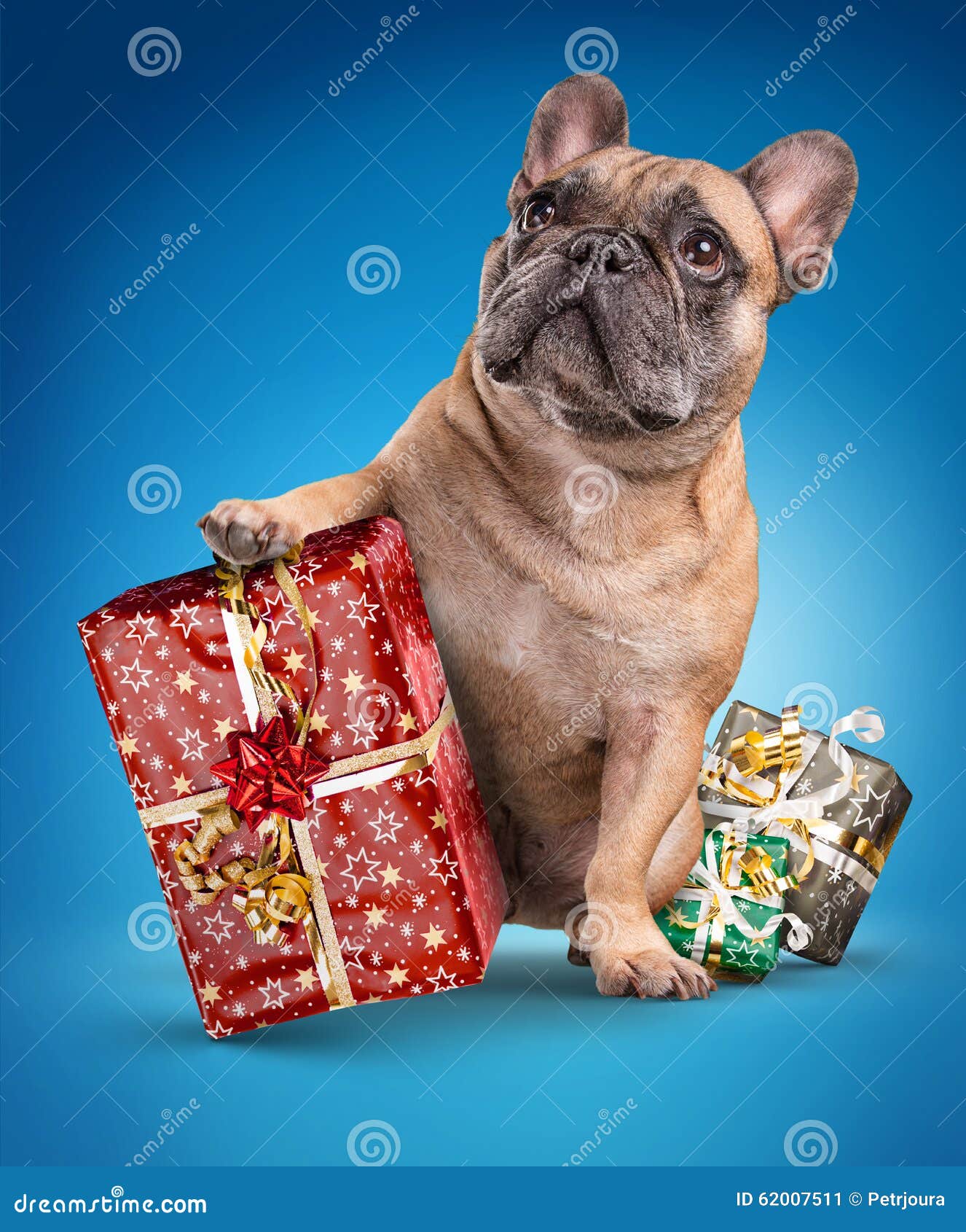 French Bulldogs with Christmas Gifts Stock Image - Image of gift, front ...