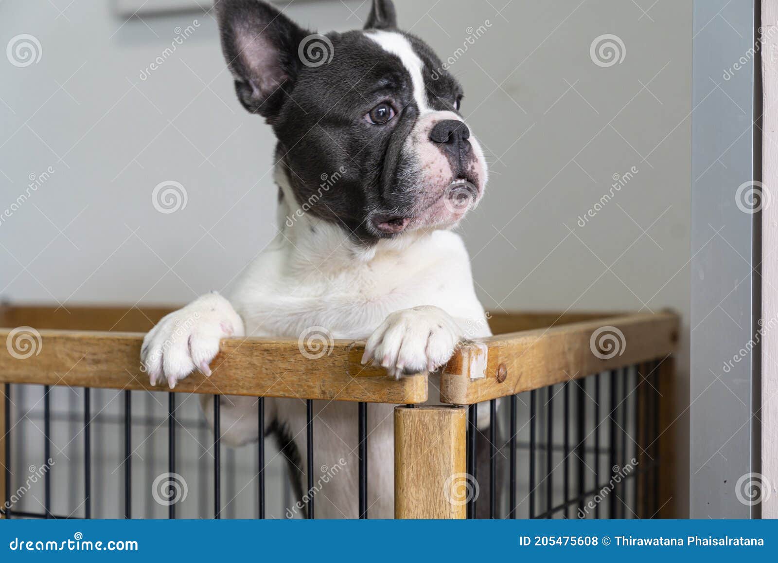 French Bulldogs Locked in a Cage Stock Photo Image of dark, male