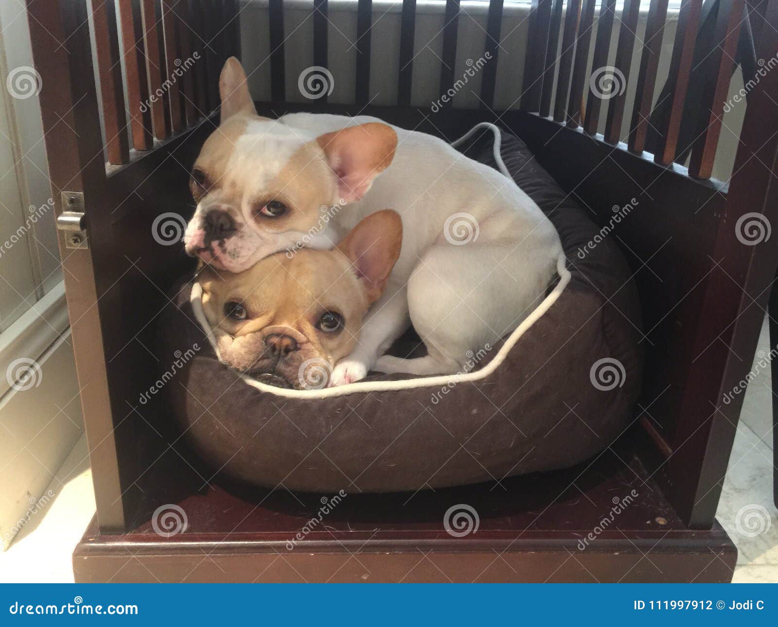 French Bulldogs n a cage stock photo. Image of sleeping 111997912