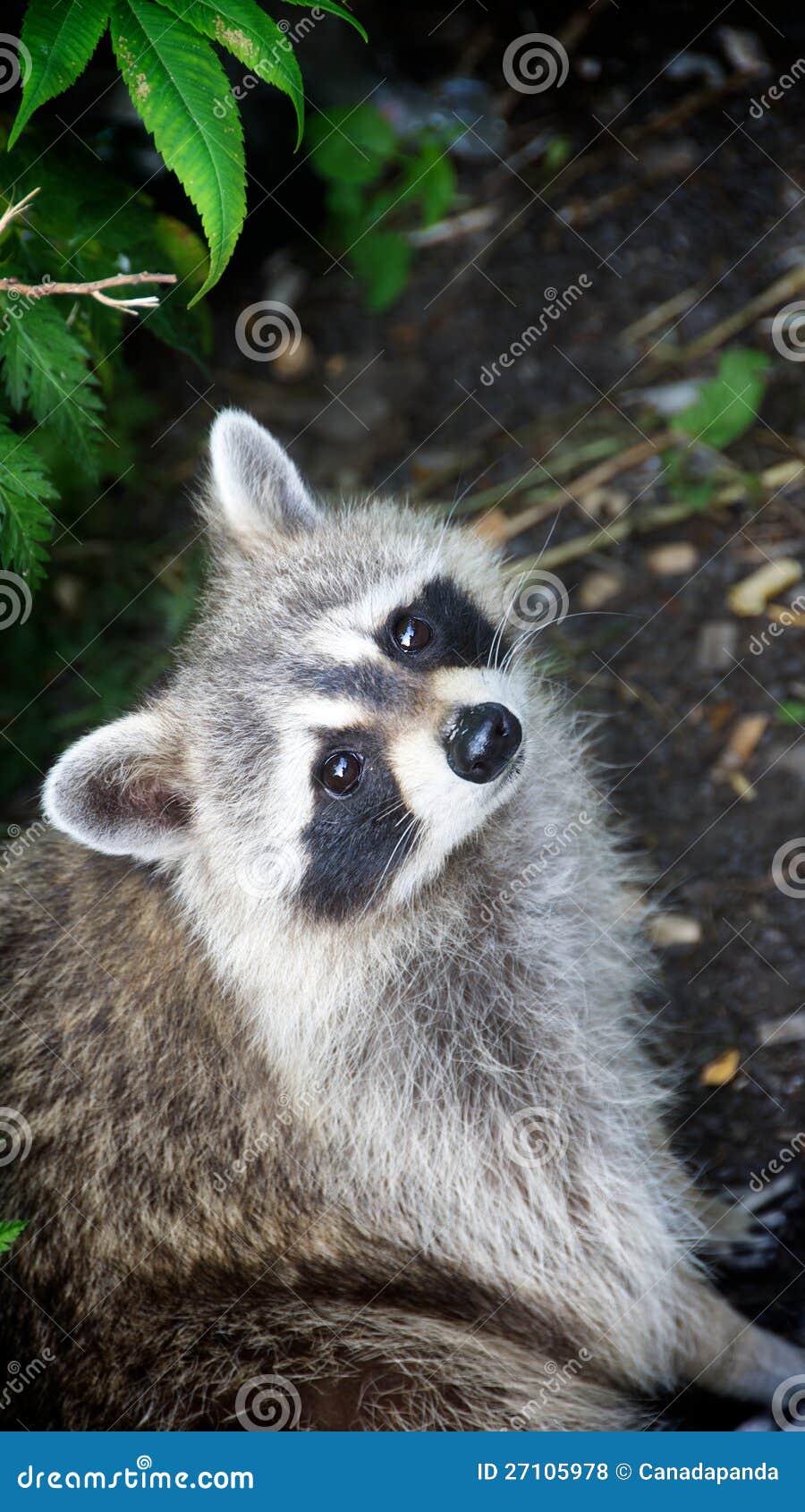 A French Canadian Raccoon stock photo. Image of urban 27105978