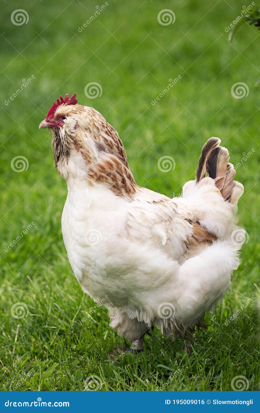 French Chicken Called Faverolle, Hen Standing on Grass Stock Photo Image of animals, farmyard