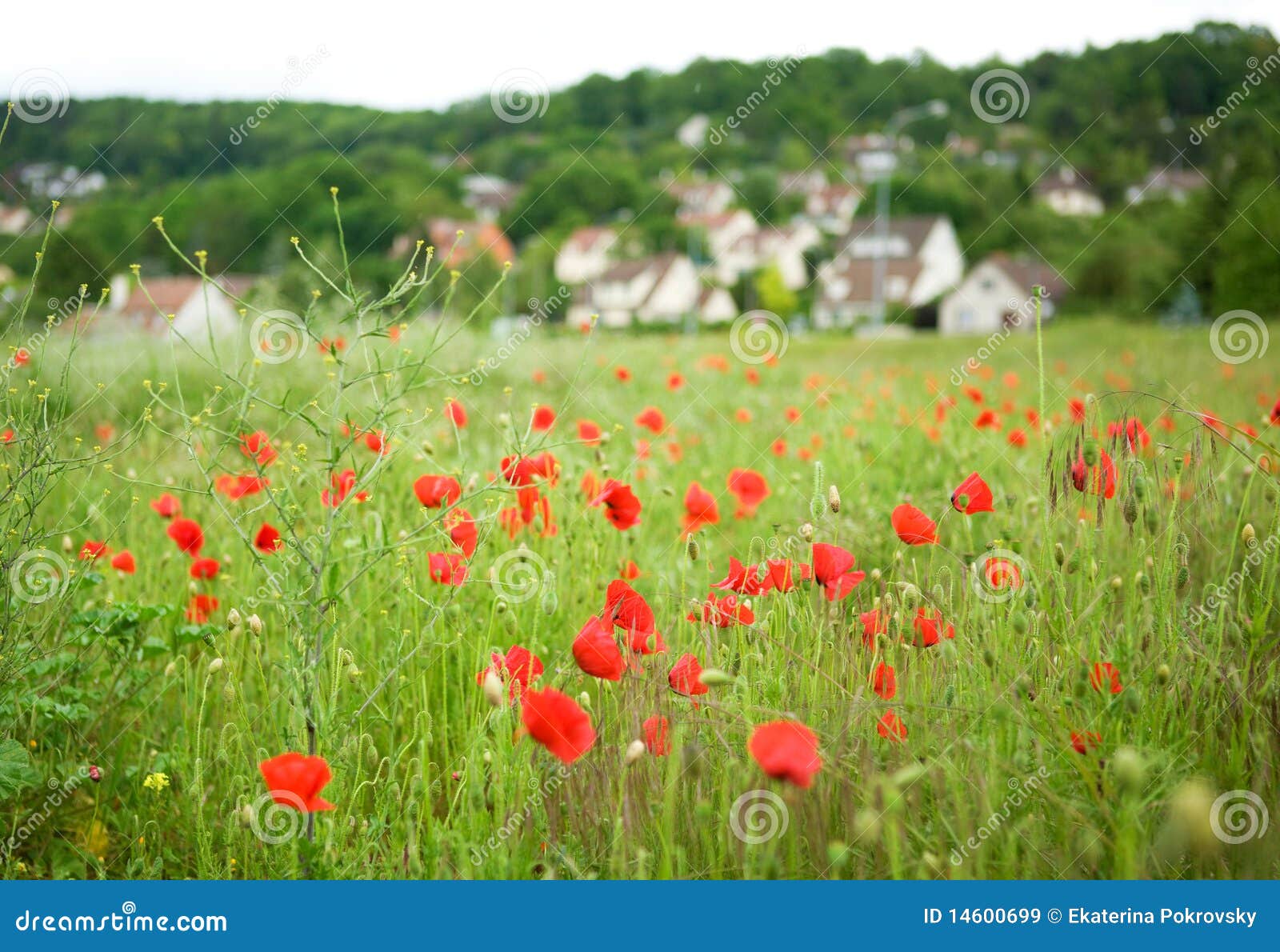 French Countryside With Blossoming Poppies Royalty Free Stock Images 